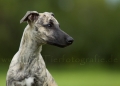 08 Windhund-Trio